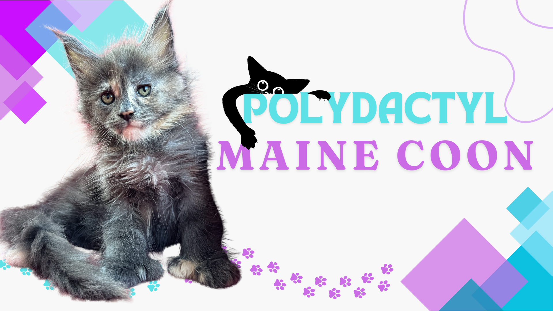 Adorable tabby kitten with fluffy fur and alert eyes, perfect for Polydactyl Maine Coons lovers.