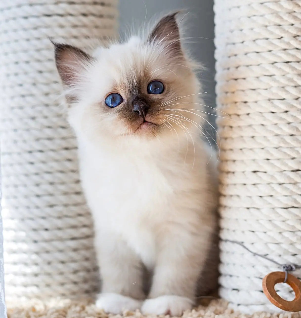 Adorable Siamese kitten with blue eyes reminding us why Birman cats need routine vet check-ups.