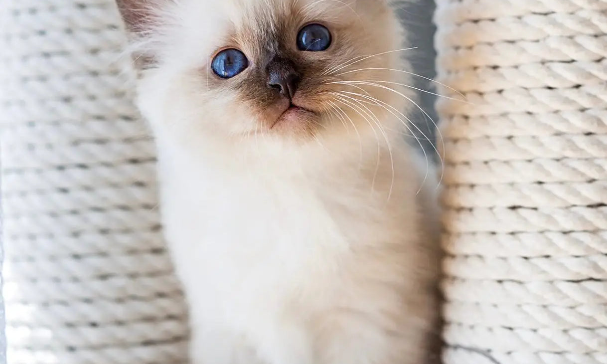 Adorable Siamese kitten with blue eyes reminding us why Birman cats need routine vet check-ups.