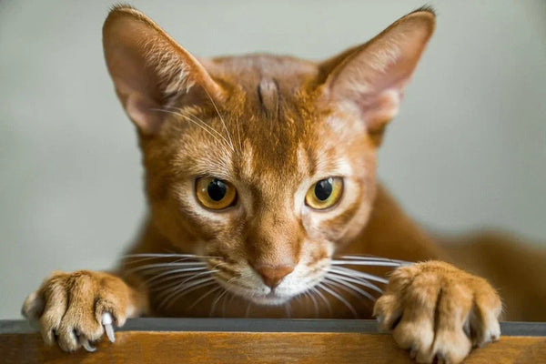 Abyssinian Cat Care: Complete Guide to Grooming, Diet, and Health