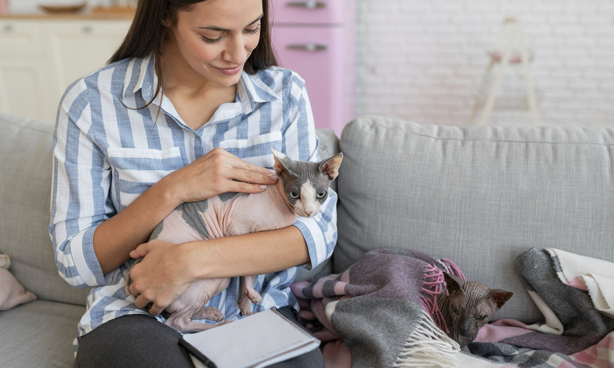 Discover Why Sphynx Kittens Are Ideal for Allergy Sufferers A Guide to Hypoallergenic Pets