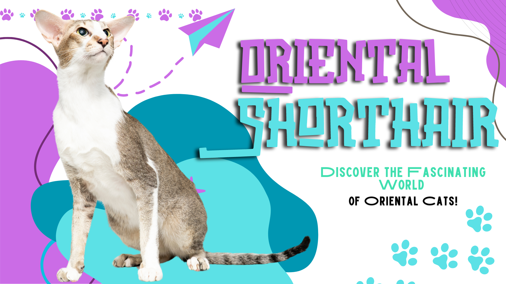 Discover the Fascinating World of Oriental Cats!