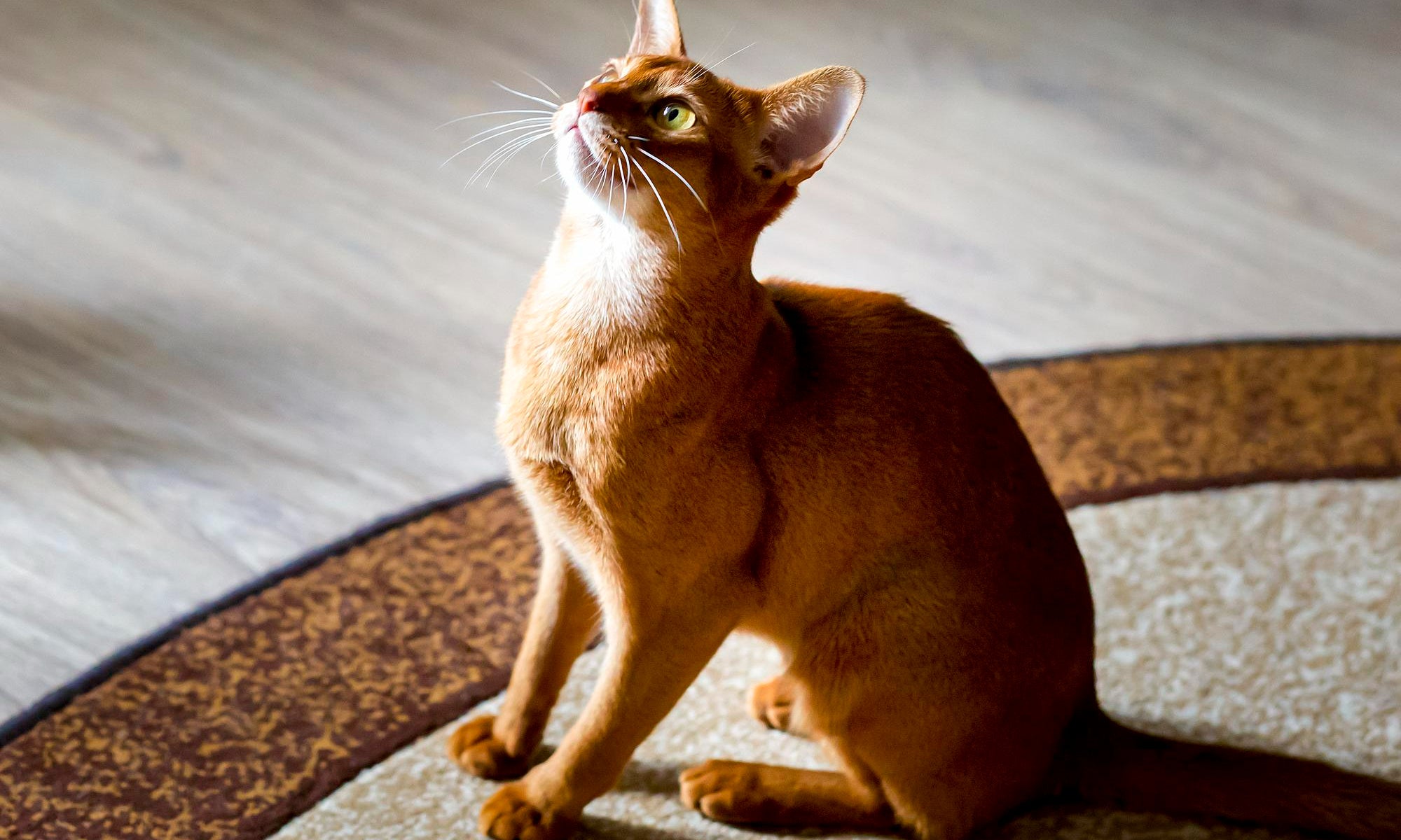 Effective Training Tips for Your Abyssinian Cat: Boost Harmony at Home