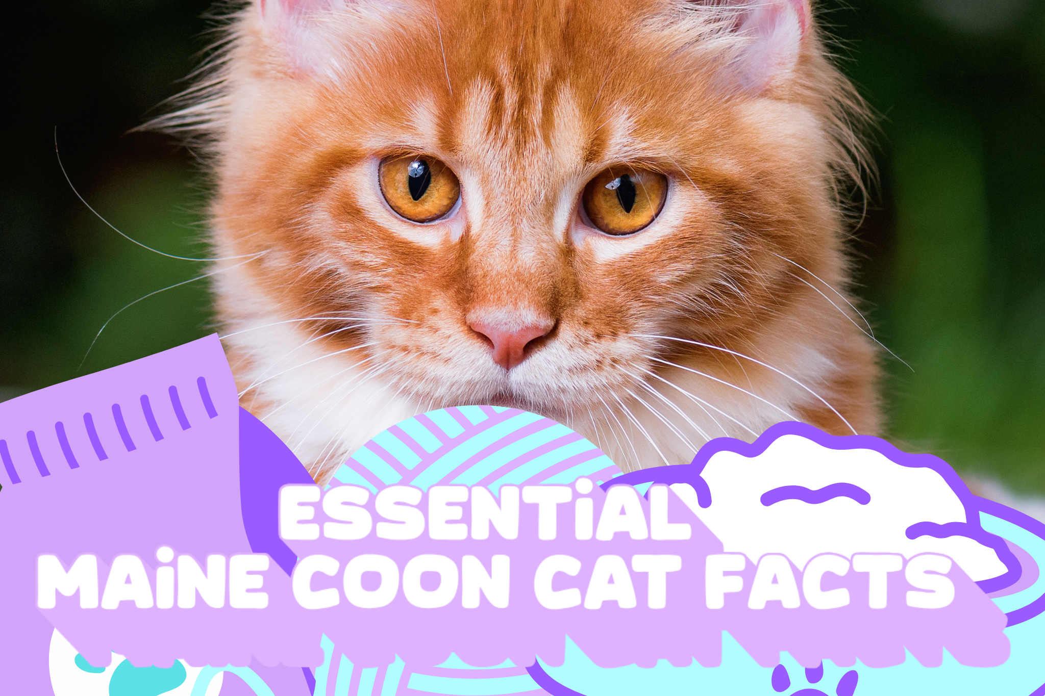 Essential Maine Coon Cat Facts What You Should Know