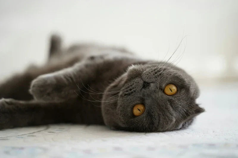 How Long Do Scottish Folds Live? Lifespan, Health, and Genetic Factors