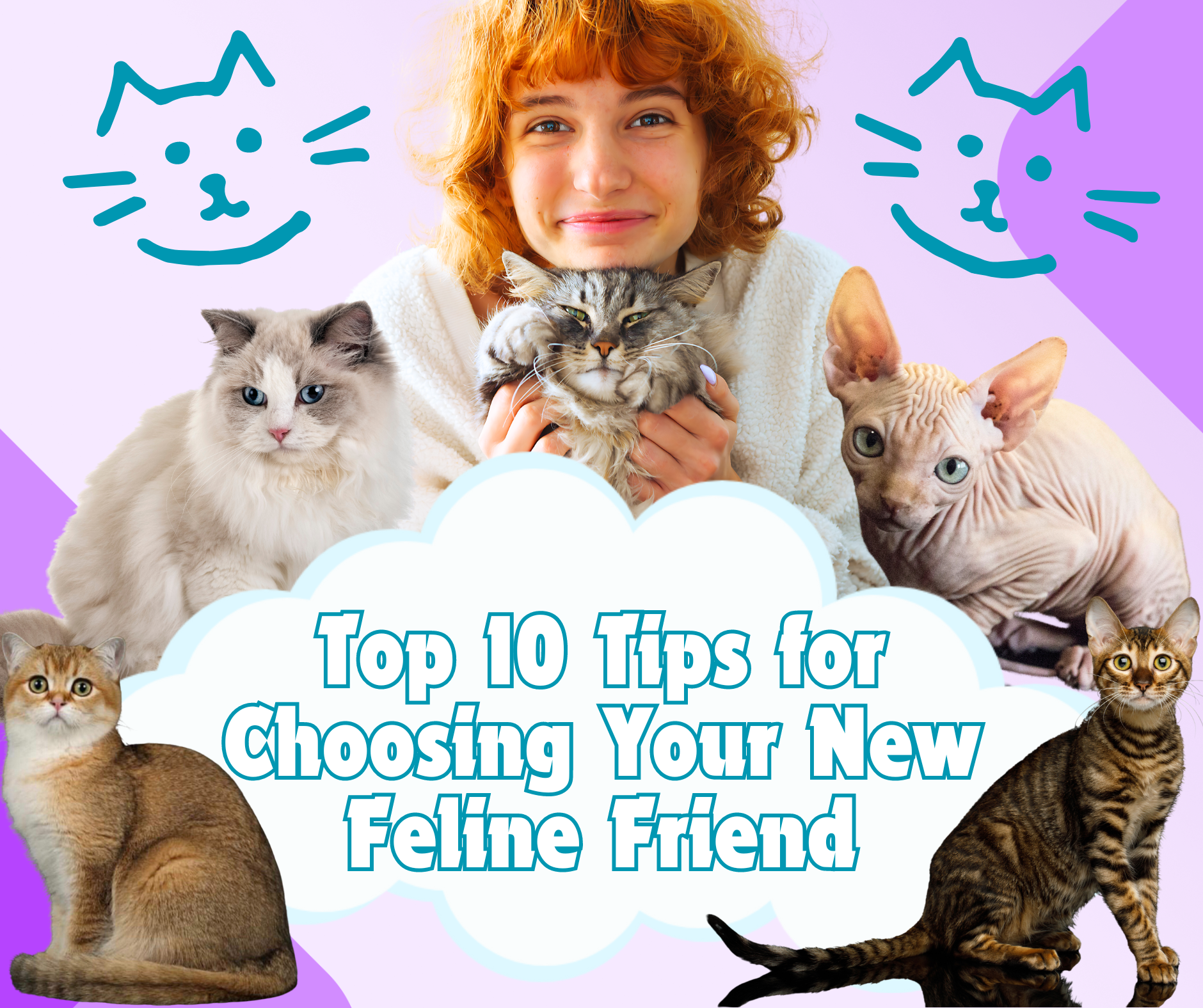 Finding the Perfect Kitten Top 10 Tips for Choosing Your New Feline Friend