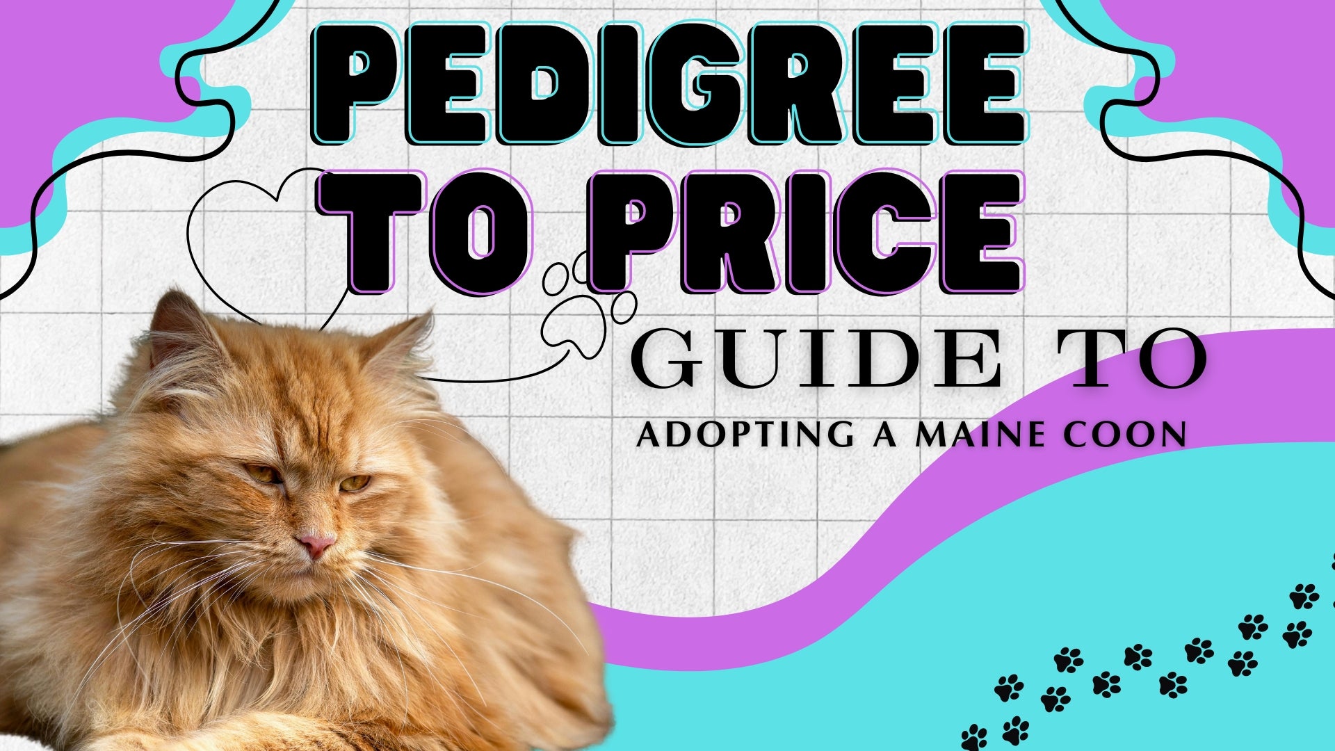 From Pedigree to Price: Your Essential Guide to Buying a Maine Coon Kitten