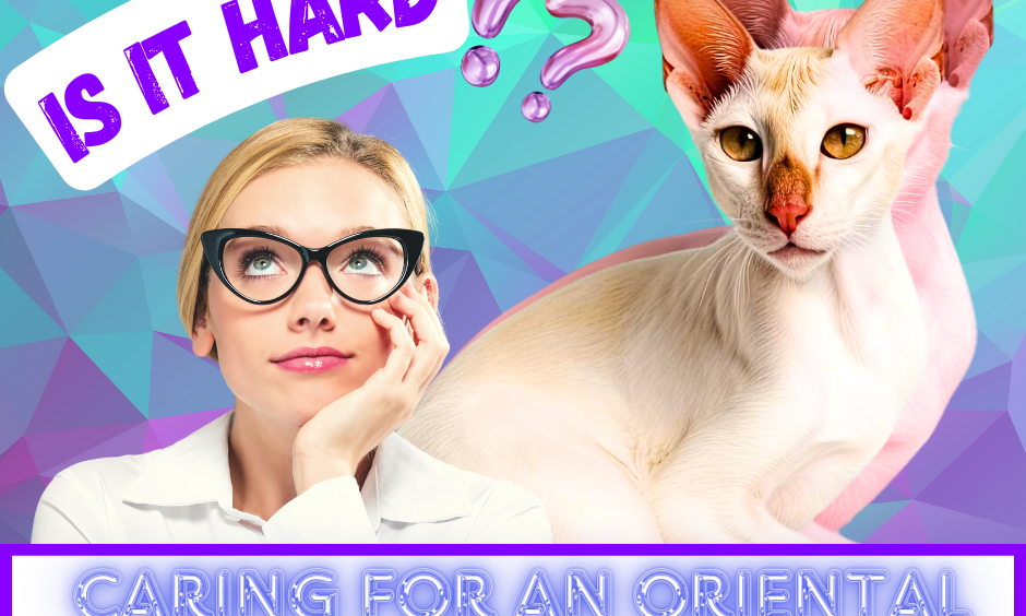 Is Caring for an Oriental Shorthair Kitten Difficult? Essential Care Tips