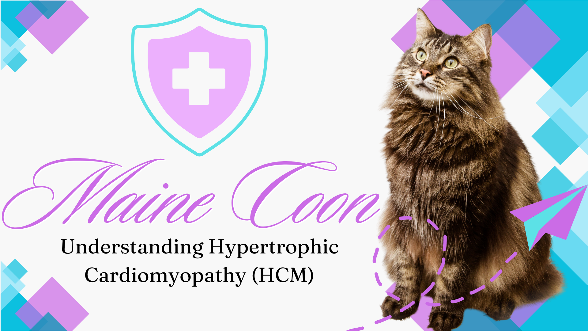 Safeguarding Your Maine Coon's Heart Health: Understanding Hypertrophic Cardiomyopathy (HCM)