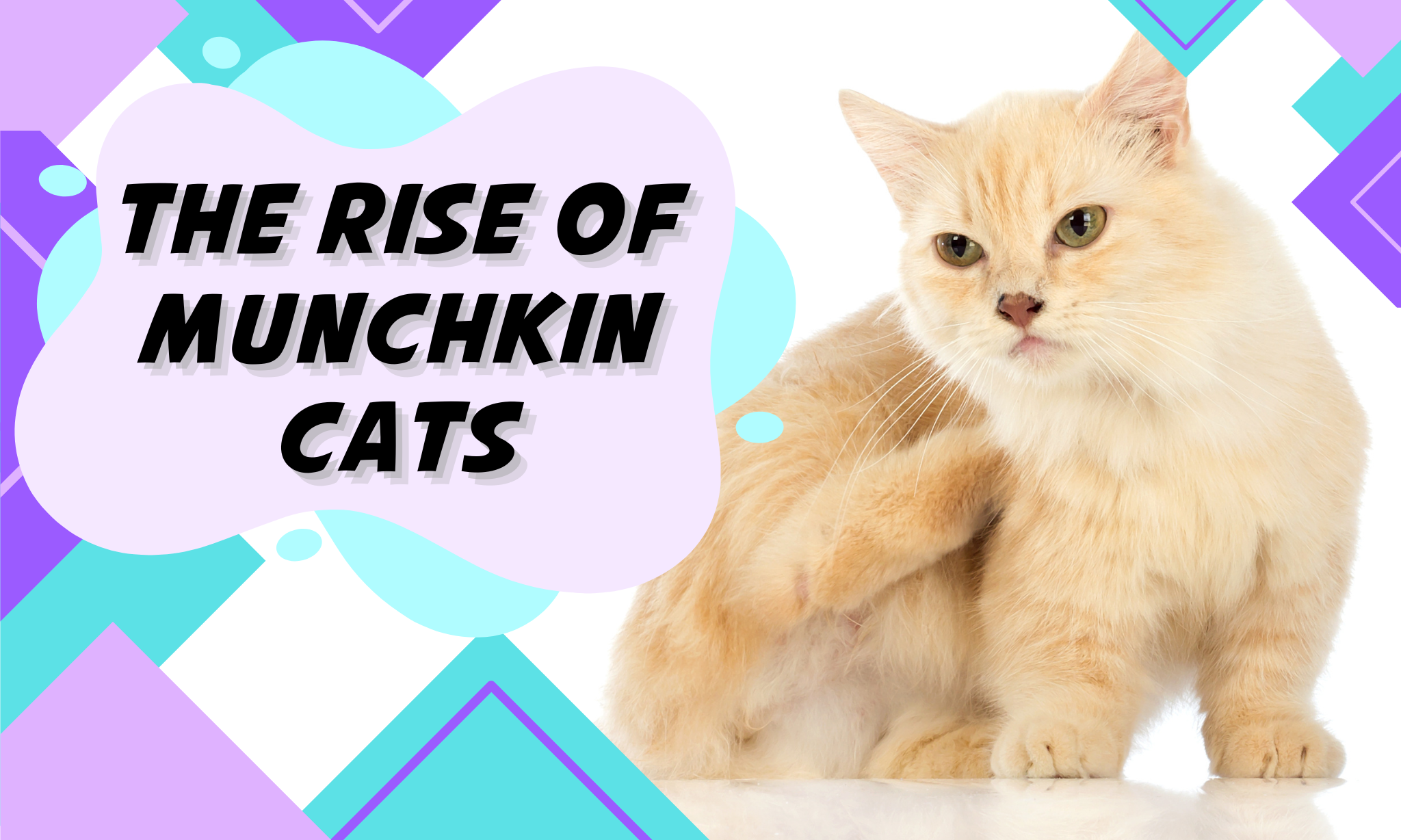 Discover the Rise of Munchkin Cats: A Brief History of the Beloved Breed