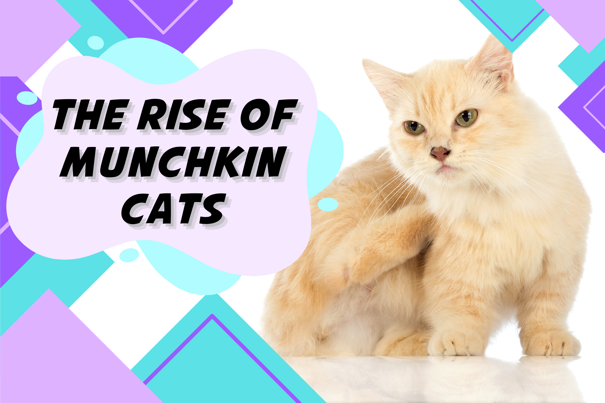 Discover the Rise of Munchkin Cats: A Brief History of the Beloved Breed