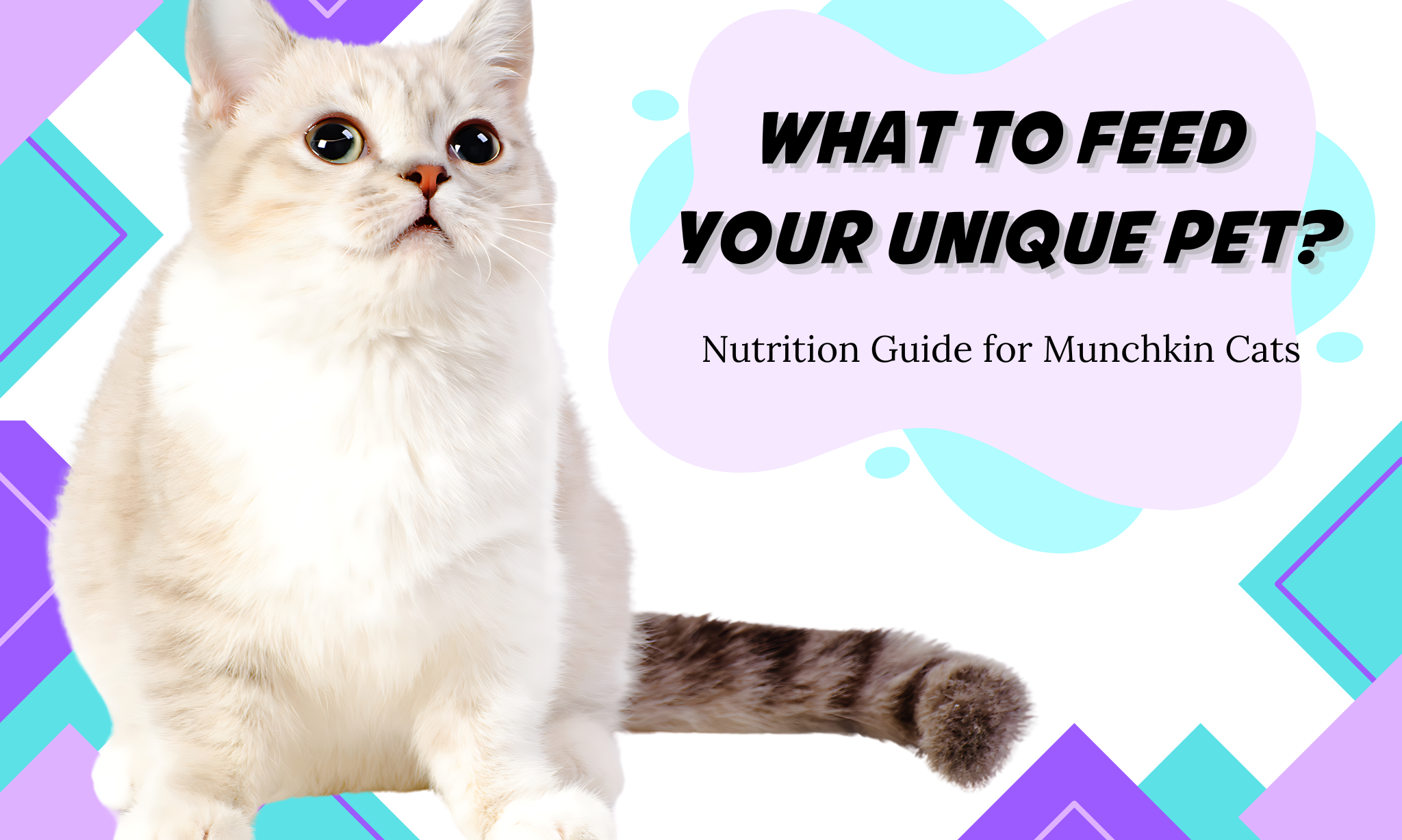 Nutrition Guide for Munchkin Cats: What to Feed Your Unique Pet