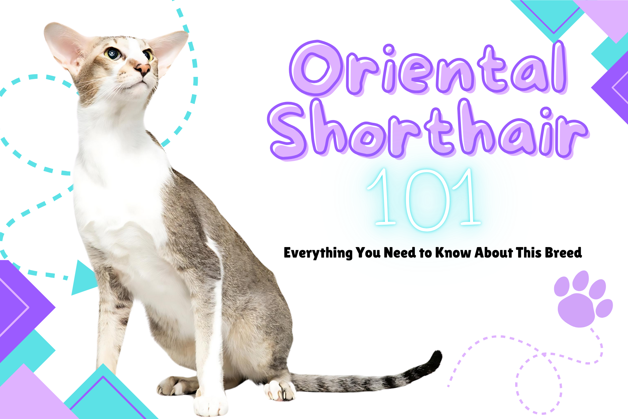 Oriental Shorthair Cats 101: Traits, Care, & More