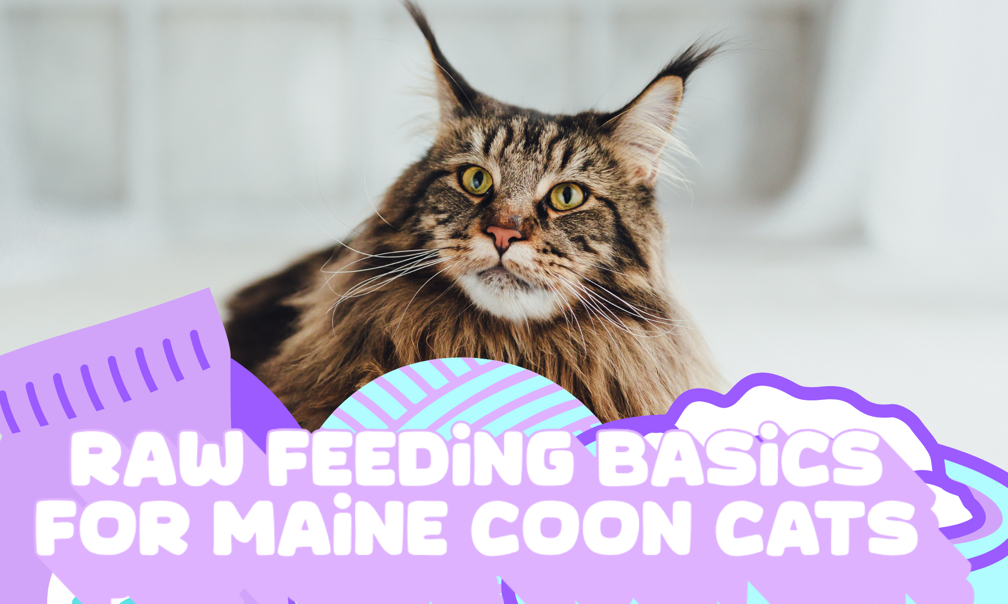 Raw Feeding Basics for Maine Coon Cats: What You Need to Know