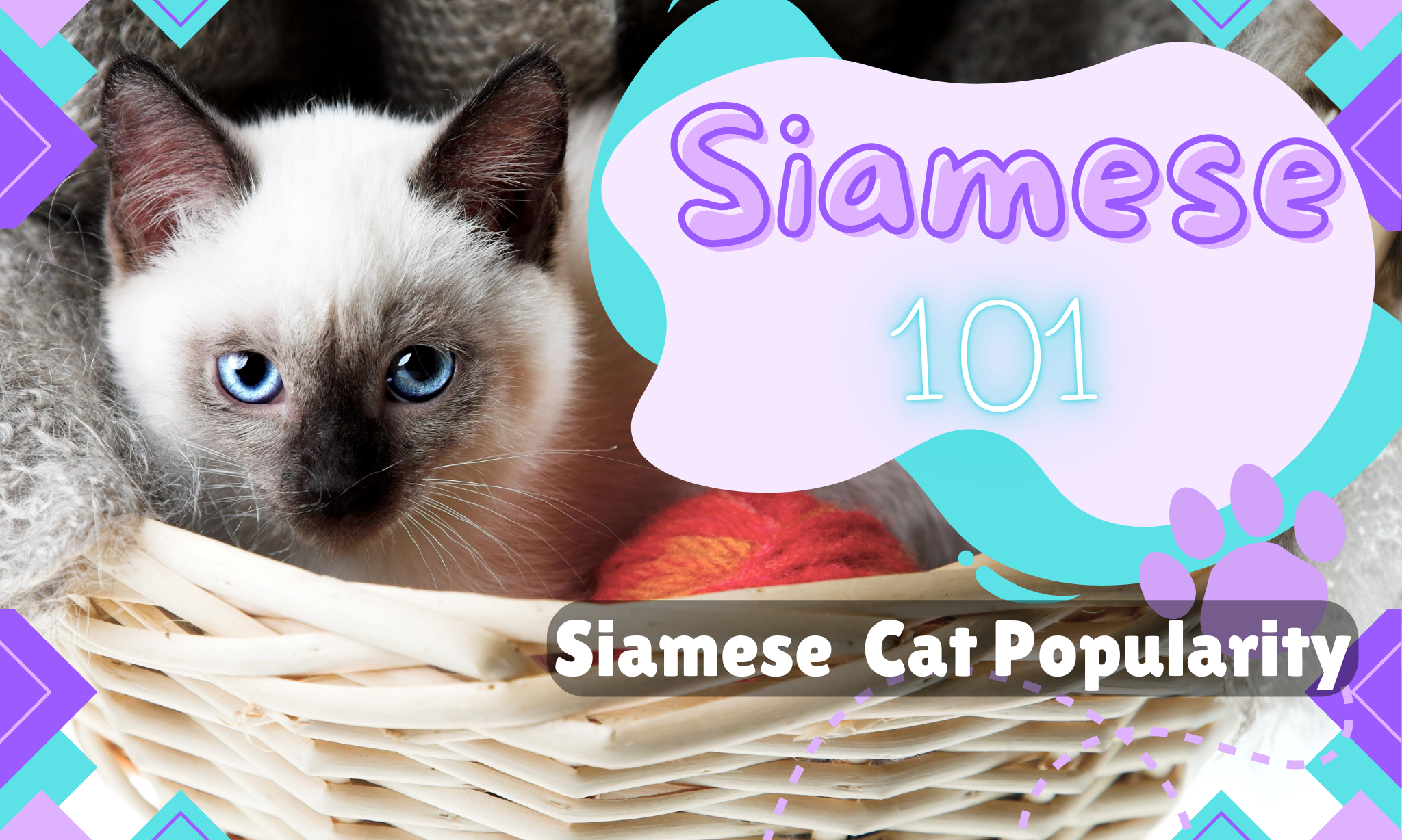 Discover the Royal History of Siamese Cats: From Ancient Thailand to Global Popularity