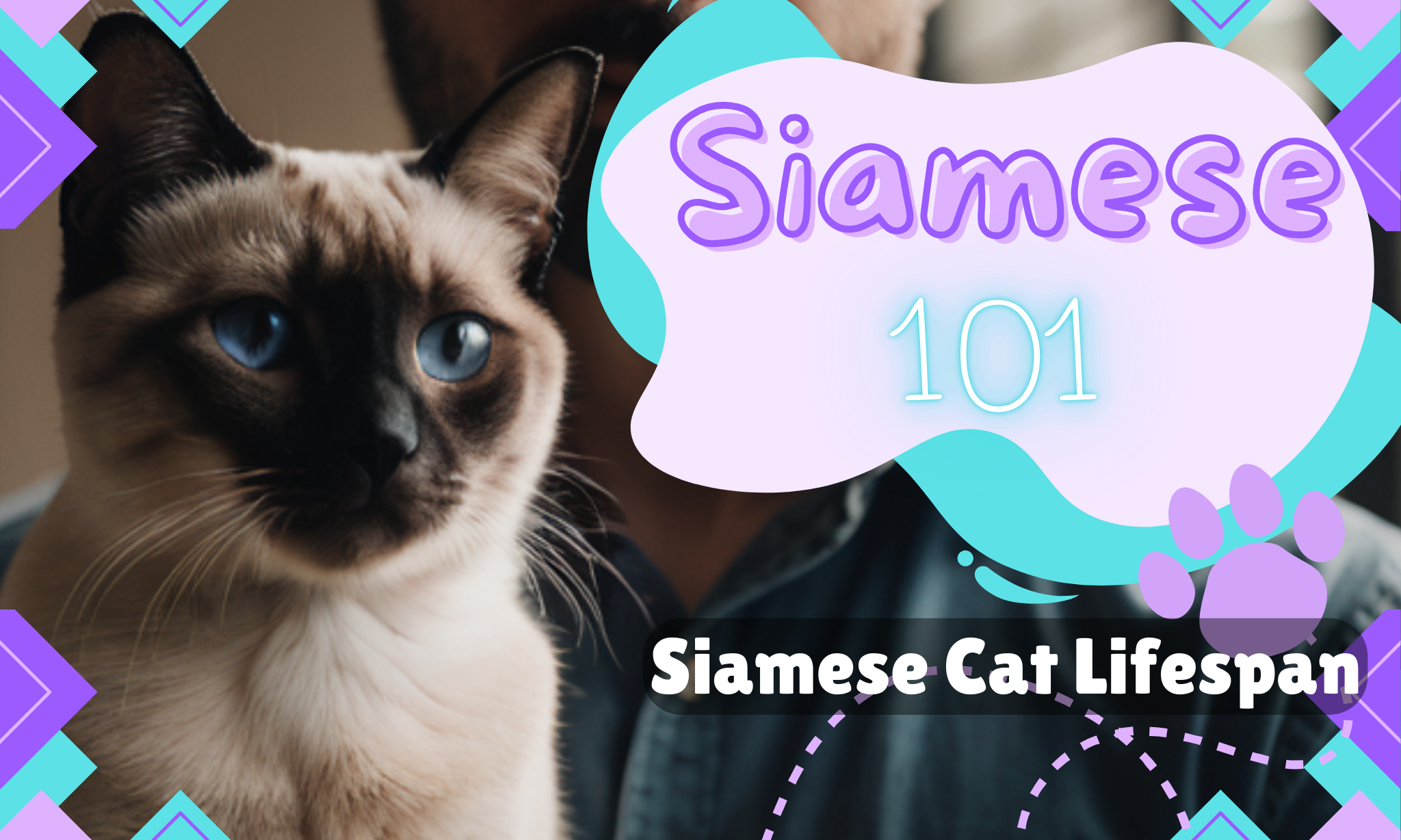 Understanding Siamese Cat Lifespan: How Long Do They Live?