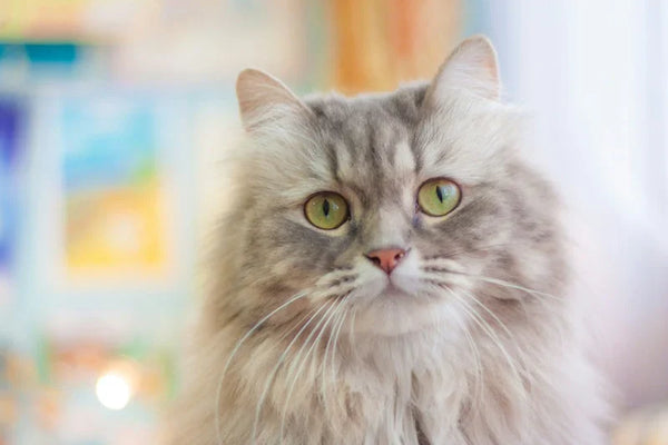 Siberian Cat Adoption: What to Know Before Bringing One Home