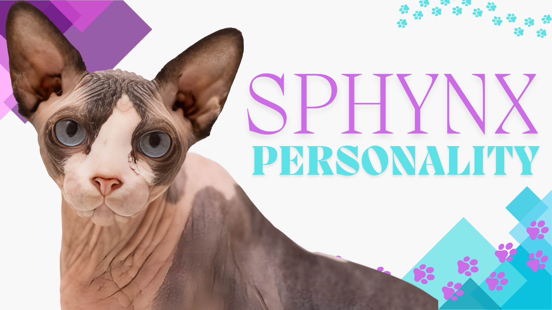 Sphynx Cat Personality: Understanding Their Unique Traits