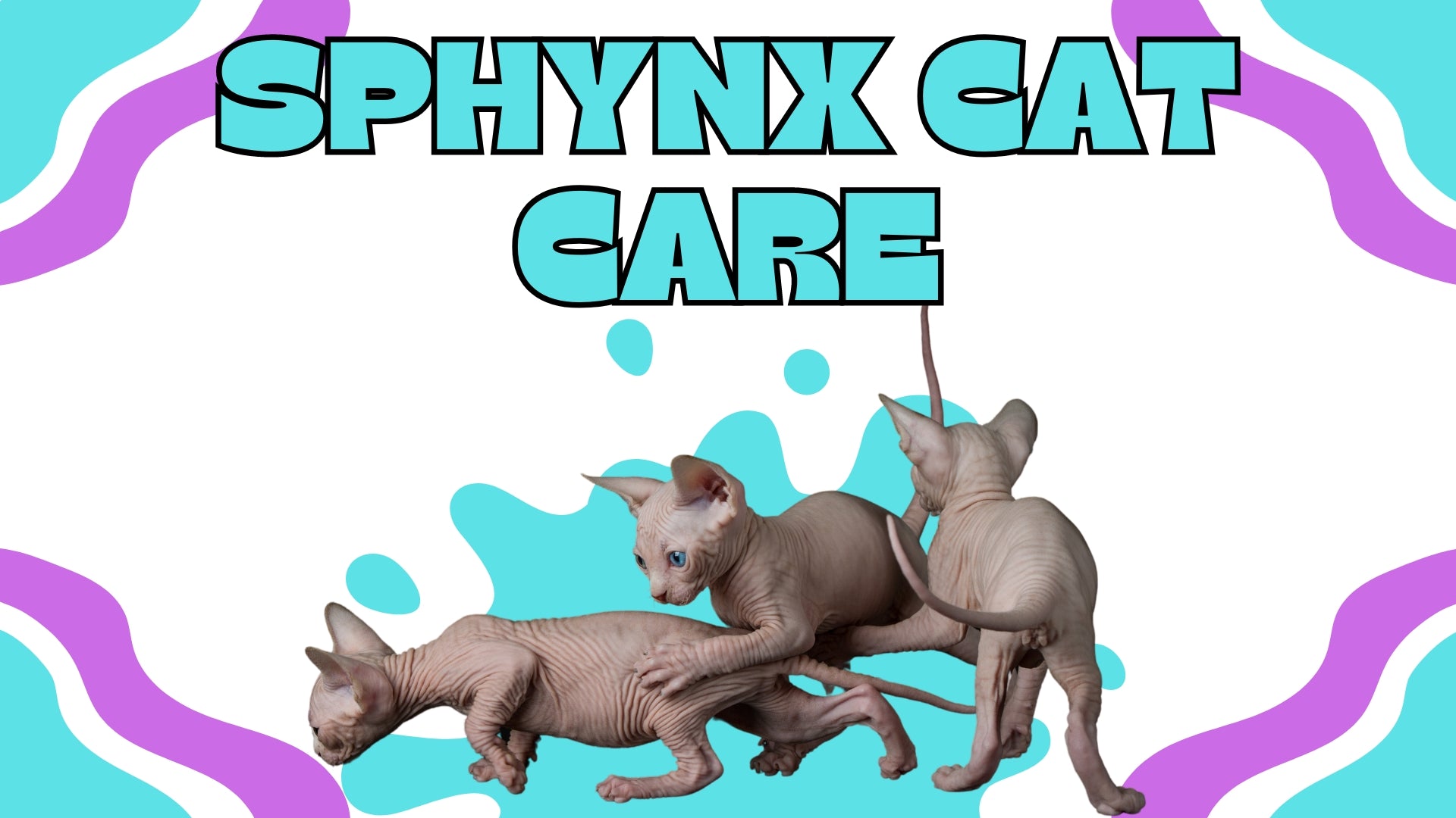 three cute little hairless sphynx kittens playing with each other