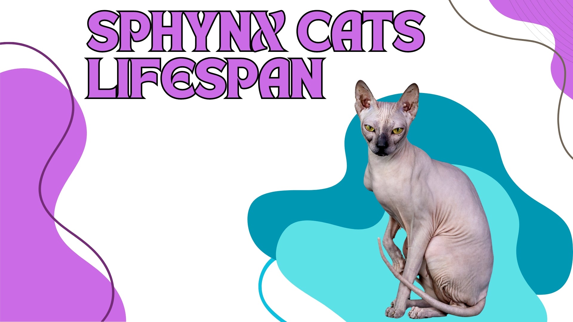 Hairless Sphynx cat with big ears and wrinkled skin, featured in Sphynx cat lifespan article.