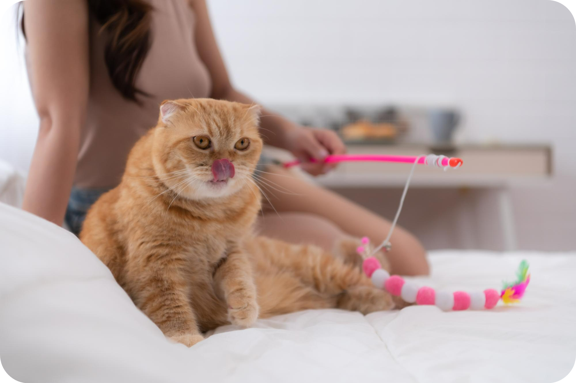The Best Toys for Your Purebred Kitten: Enhancing Training and Behavior