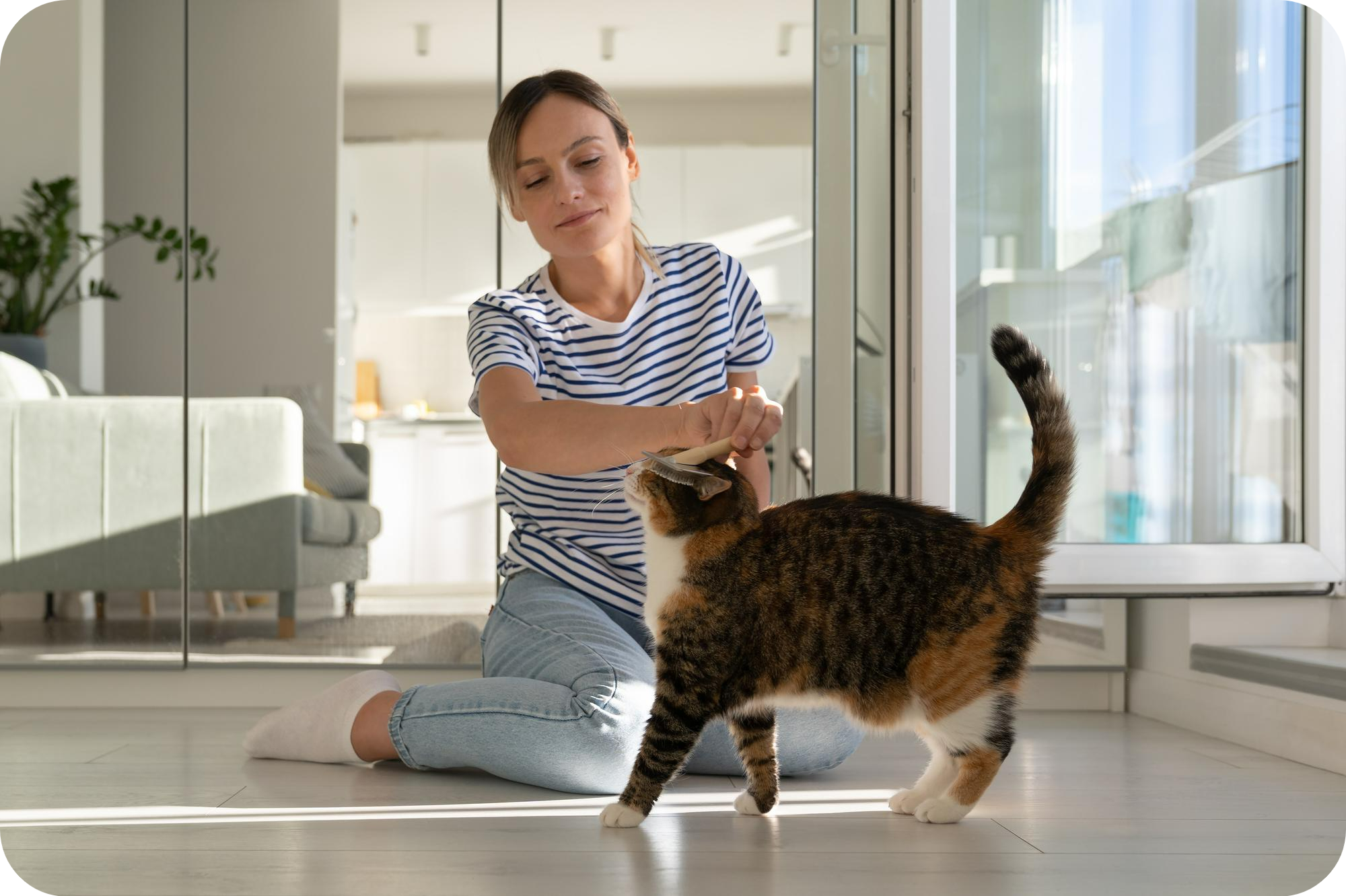 Top 10 Basic Tricks for Training Your Purebred Kitten