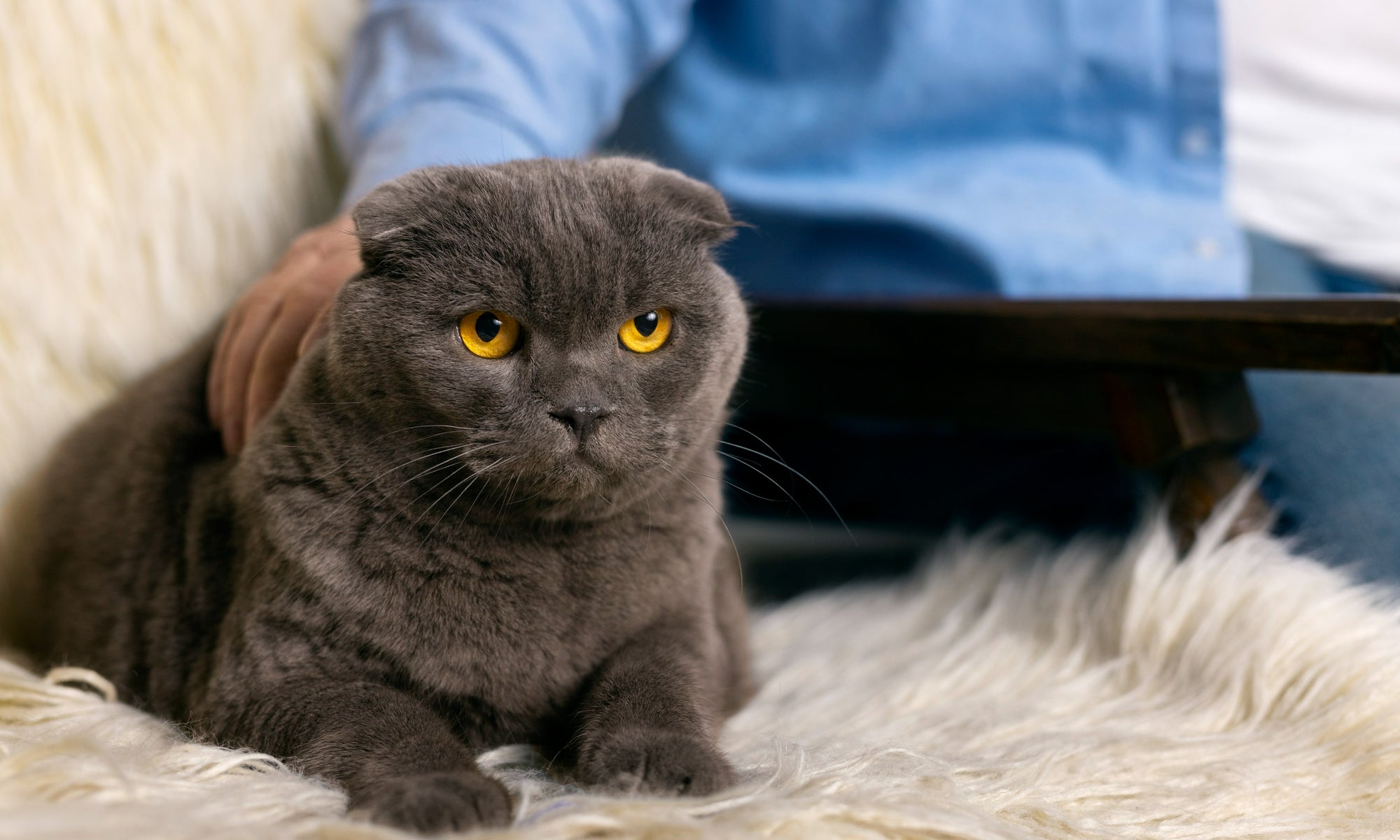 Why Choose a Scottish Fold Top 10 Reasons They're Perfect Pets