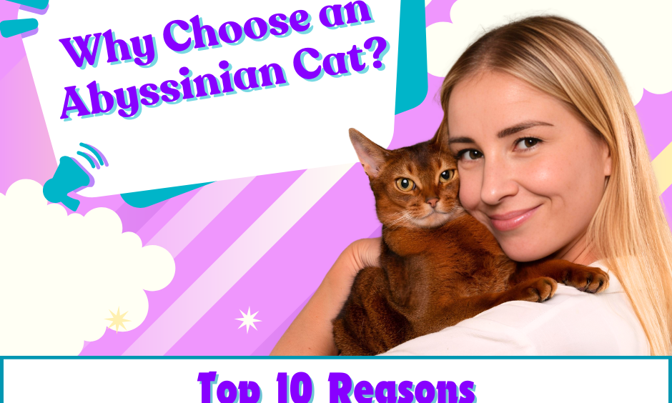 Why Choose an Abyssinian Cat Top 10 Reasons They're Ideal for Energetic Families