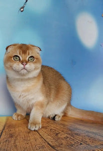 A Pawsome Decision: How to Pick the Purrfect Name for Your Scottish Fold