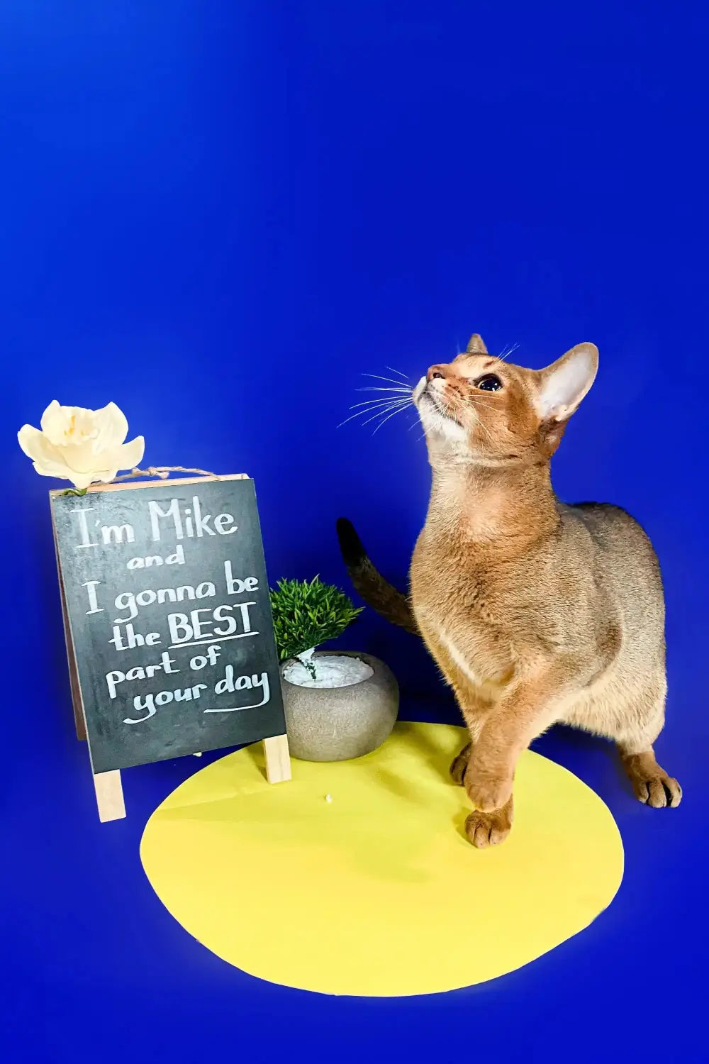 Abyssinian Cats Unveiled: Debunking the Top Myths and Misconceptions