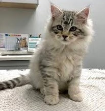 Fluffy gray and white long-haired American Bobtail cat with gorgeous green eyes.