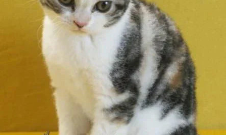 Tabby kitten with white and gray fur, showcasing the charm of American Wirehair cats.