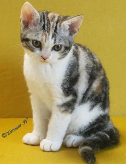 Tabby kitten with white and gray fur, showcasing the charm of American Wirehair cats.