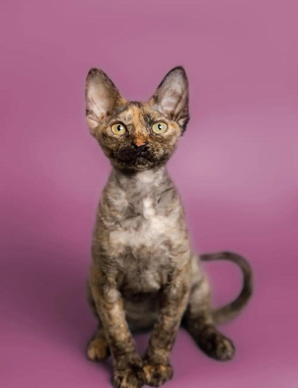 Devon Rex cat with big ears and mottled fur sitting upright, ready for adventure.