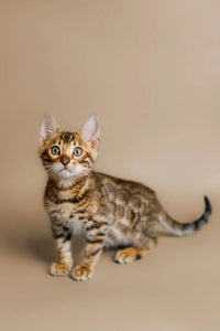 Bengal Cats:  The Ultimate Breed Profile