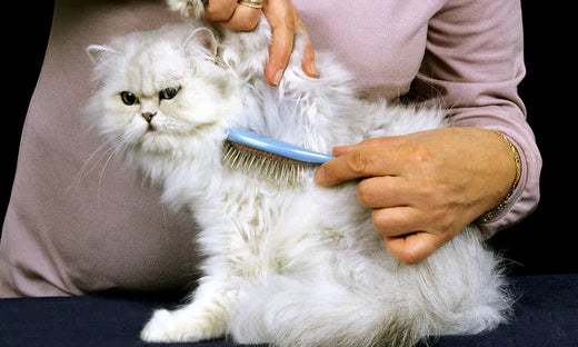 White Persian cat being groomed, showcasing the best grooming practices for Persian cats.