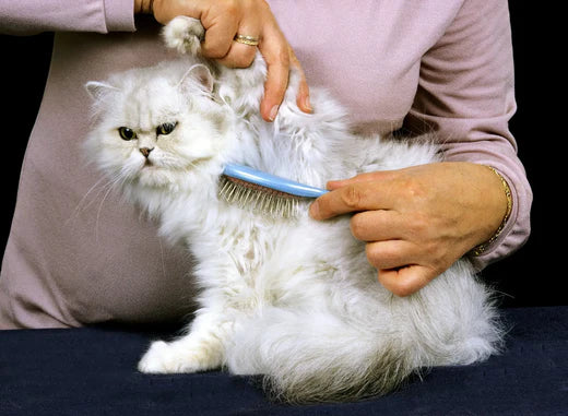 White Persian cat being groomed, showcasing the best grooming practices for Persian cats.