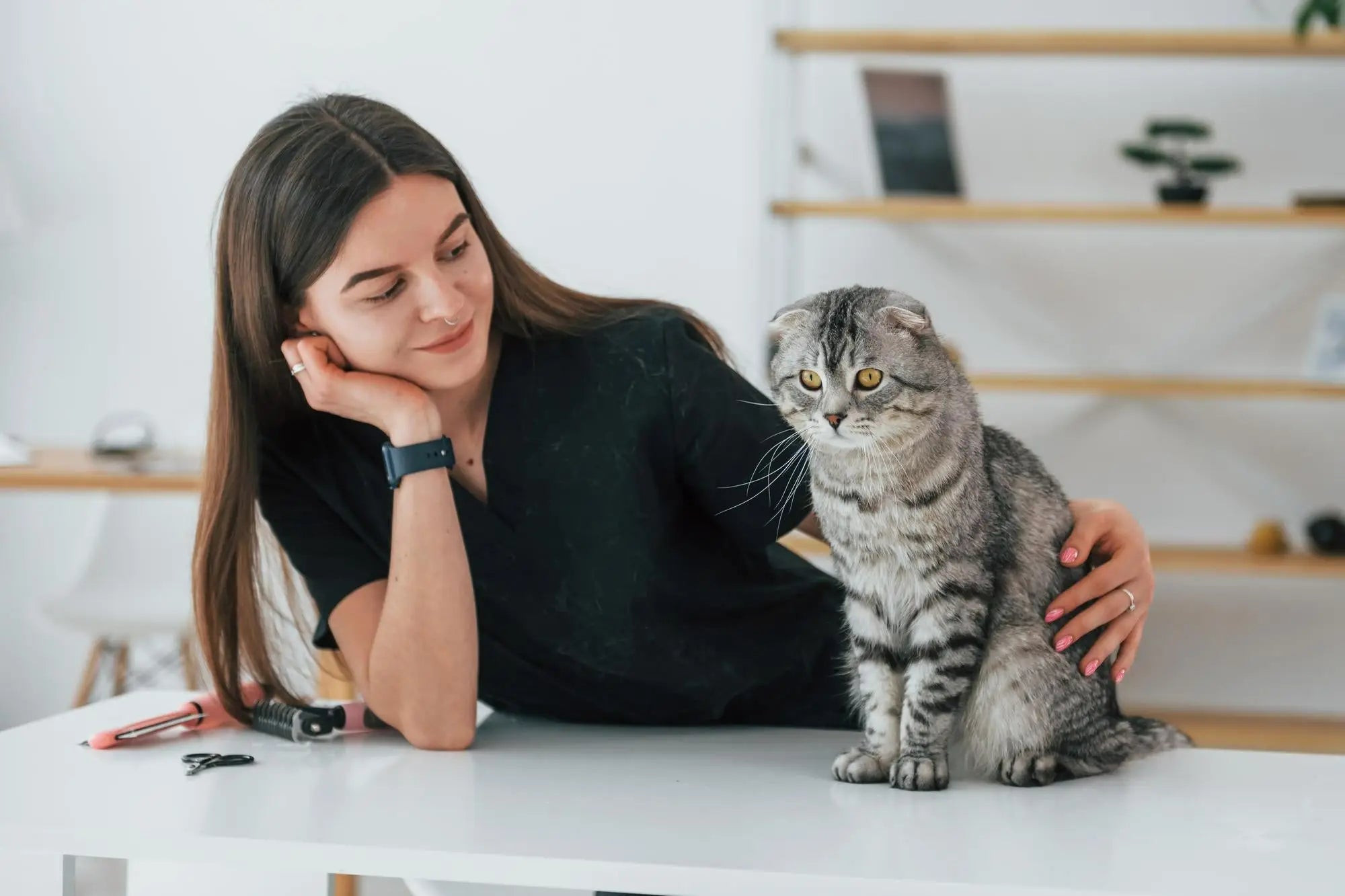 Gray tabby cat sits on a desk with a young woman, perfect for Scottish Folds’ playtime.