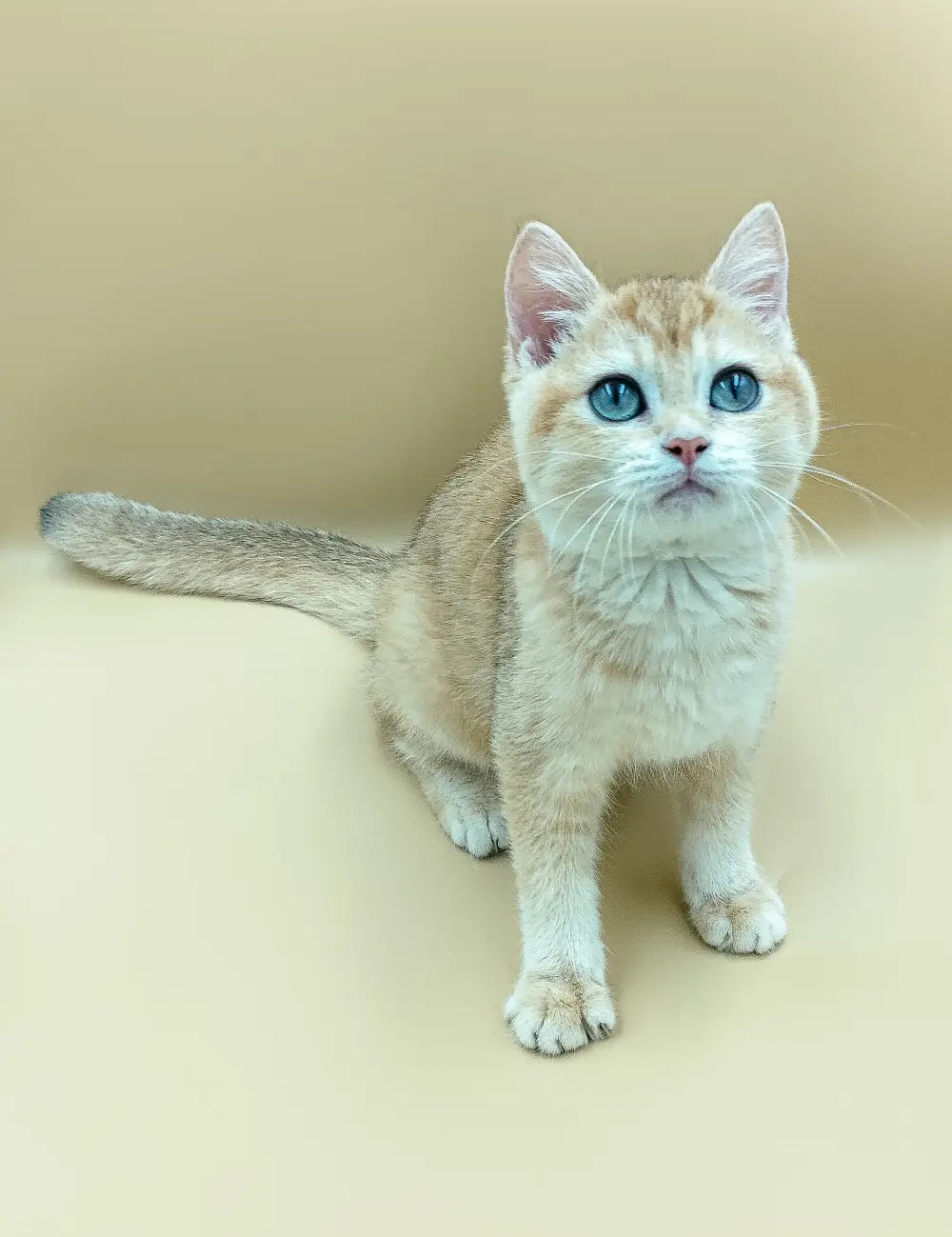 Light-colored British Shorthair cat with fluffy coat and striking blue eyes.