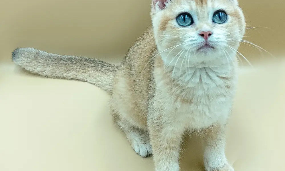 Light-colored British Shorthair cat with fluffy coat and striking blue eyes.