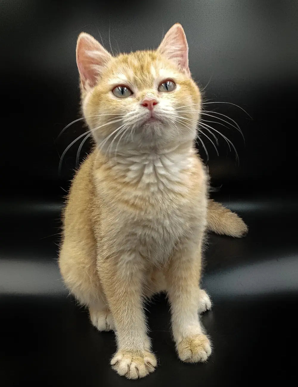 Ginger tabby kitten sitting upright, showcasing the charm of British Shorthair cats.