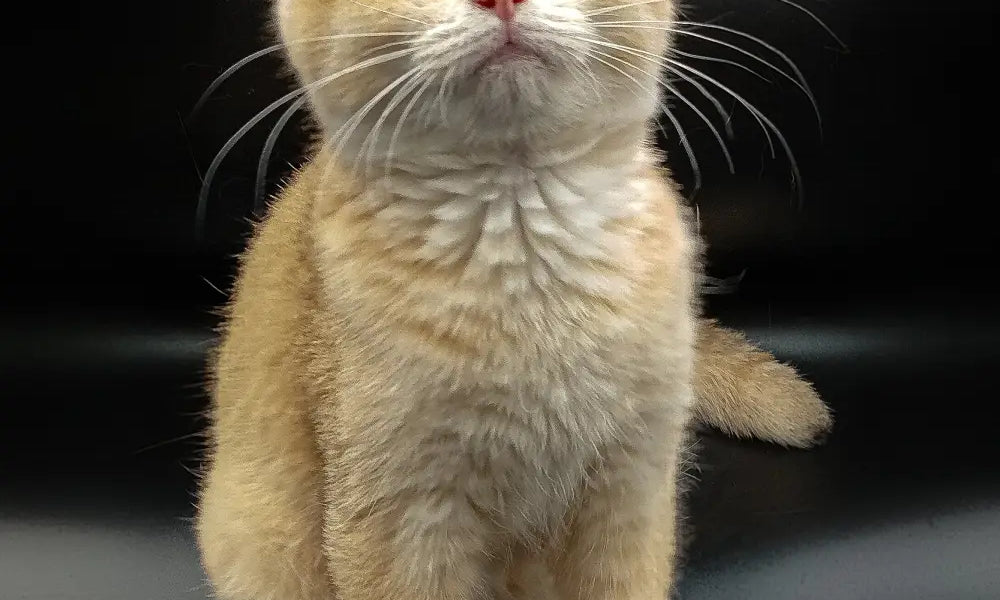 Ginger tabby kitten sitting upright, showcasing the charm of British Shorthair cats.