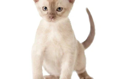 Cream-colored Siamese kitten with blue eyes showcasing the charm of Burmese cat breeds.