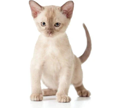 Cream-colored Siamese kitten with blue eyes showcasing the charm of Burmese cat breeds.