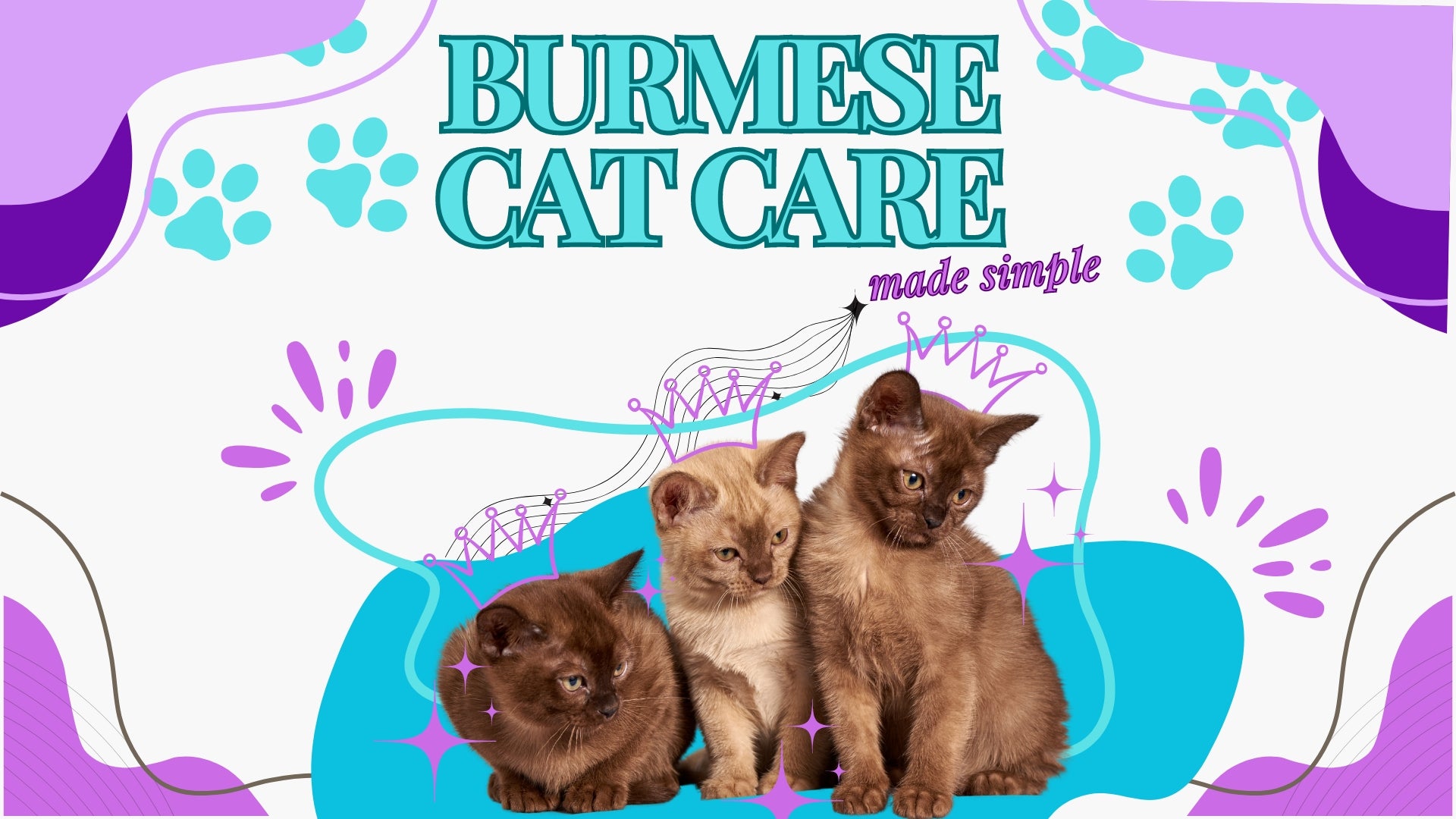 Burmese Cat Care Made Simple: Diet, Grooming, and Exercise Essentials