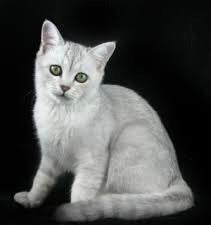 White Burmilla cat with green eyes sitting upright, showcasing Burmilla Cat magic.