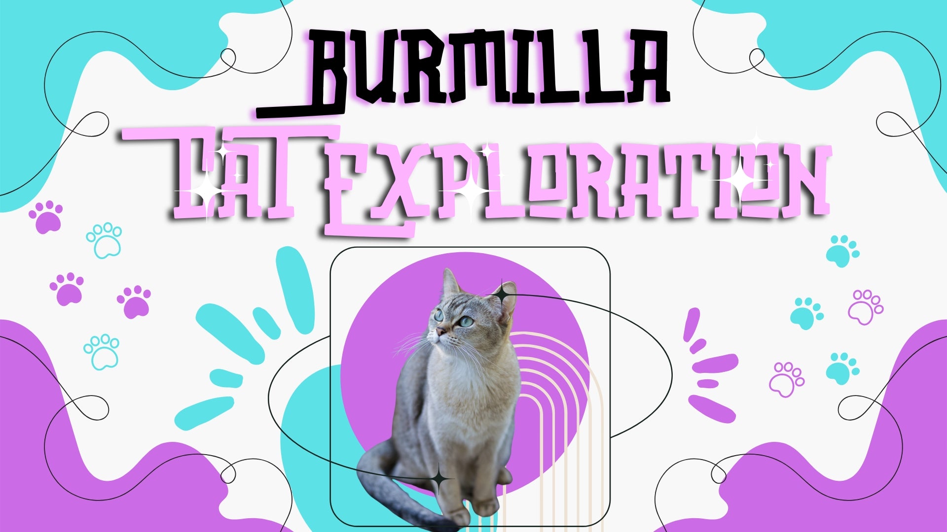 The Burmilla Cat: A Perfect Blend of Elegance and Playful Charm