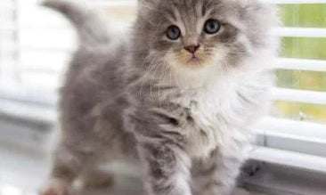 Fluffy gray and white Persian cat kitten with big eyes in a cozy pose.