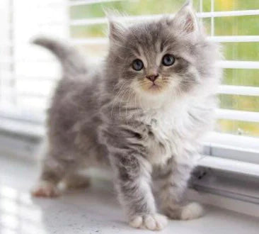 Fluffy gray and white Persian cat kitten with big eyes in a cozy pose.