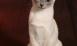 Siamese cat sitting upright with bright blue eyes, showcasing captivating Tonkinese traits.